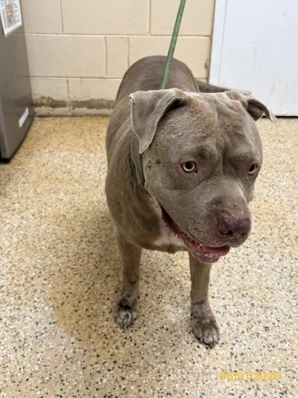 An adult medium-sized female Mixed Breed dog named Nala for adoption in Melbourne, FL