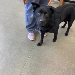 An adult medium-sized male Black Chow Chow dog named YORKStray for adoption in York, PA