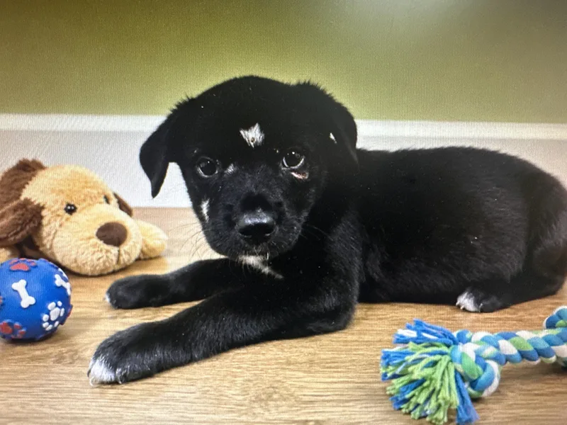 A baby medium-sized female Labrador Retriever dog named Bailey for adoption in Carmel, NY