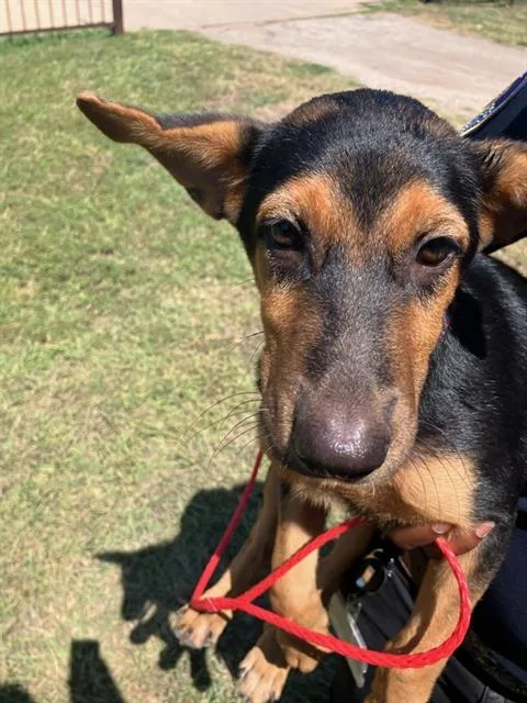 A baby extra large-sized male German Shepherd Dog dog named Ace for adoption in Dallas, TX