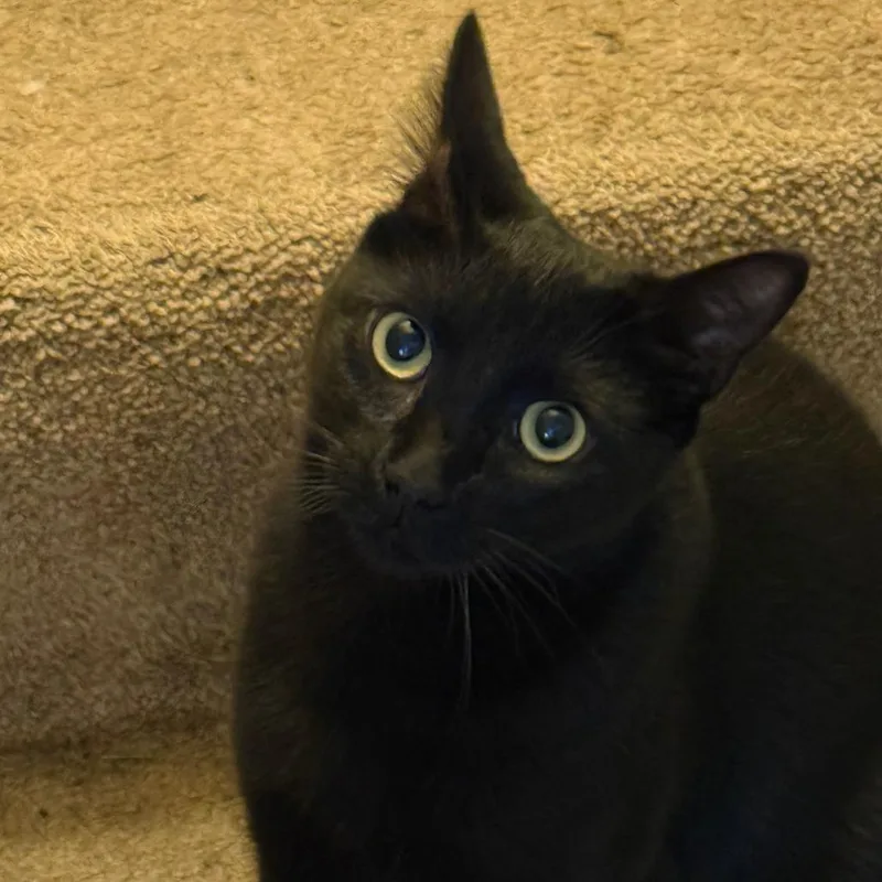An adult medium-sized male Black Domestic Short Hair cat named Georgie for adoption in Jupiter, FL