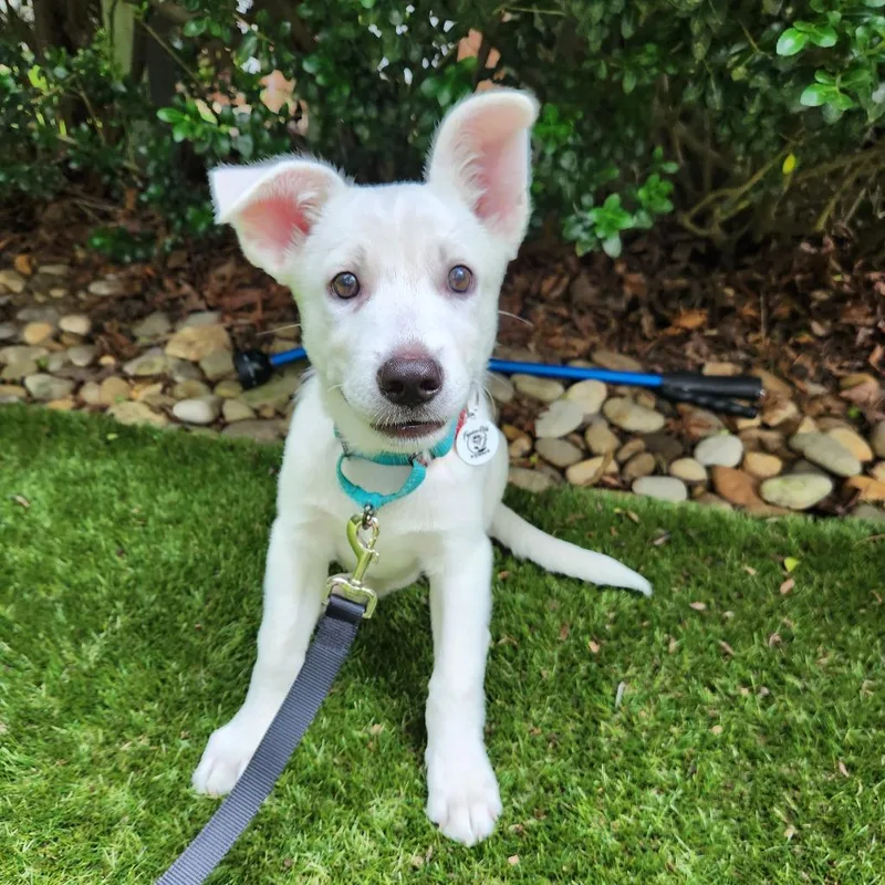 A baby medium-sized female White / Cream Shepherd dog named Winter for adoption in Raleigh, NC