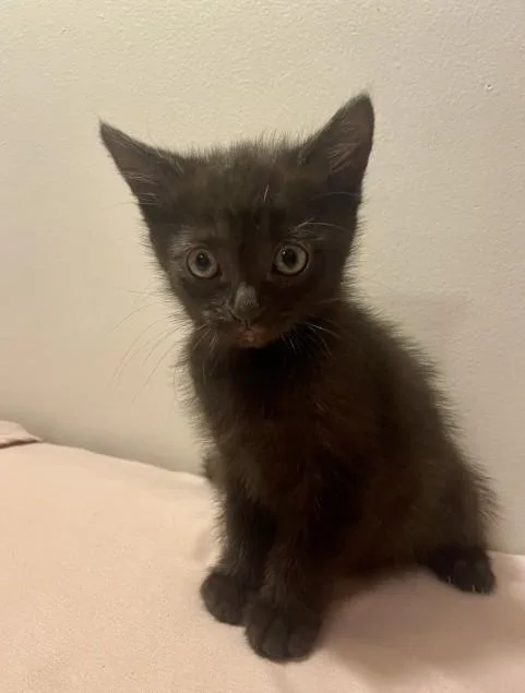 A baby small-sized female Domestic Short Hair cat named Cherry for adoption in Colorado Springs, CO