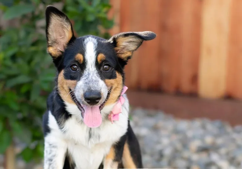 A baby medium-sized female Cattle Dog dog named Millie for adoption in Walnut Creek, CA