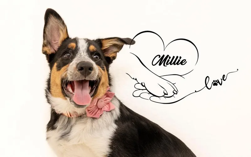Millie thumbnail 2