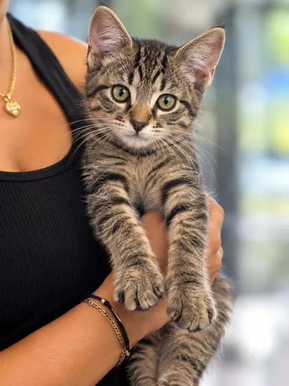 An adult small-sized female Domestic Short Hair cat named Biloxi for adoption in New Orleans, LA