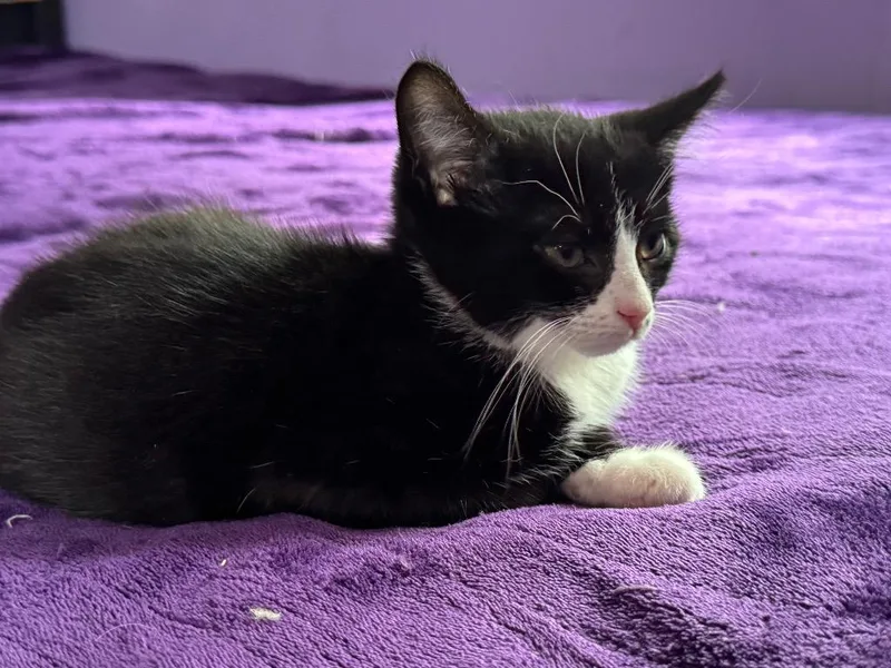 A baby small-sized female American Shorthair cat named Cindycrawford for adoption in Hagaman, NY