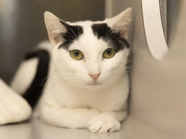 An adult large-sized female Domestic Short Hair cat named Missy for adoption in Phoenix, AZ