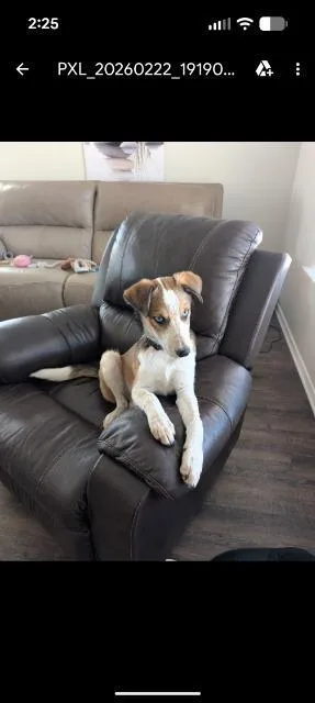 A baby medium-sized male Australian Shepherd dog named Ozzy for adoption in Fayetteville, AR