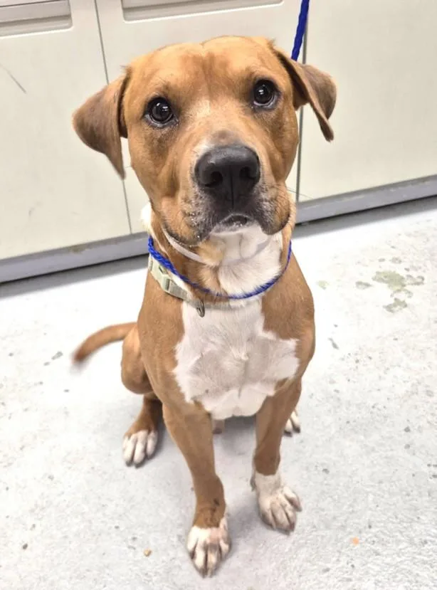 An adult large-sized male Staffordshire Bull Terrier dog named Sir Dunkin for adoption in Houston, TX