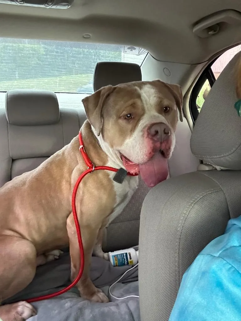 An adult medium-sized male Mixed Breed dog named Cujo for adoption in Morgantown, KY