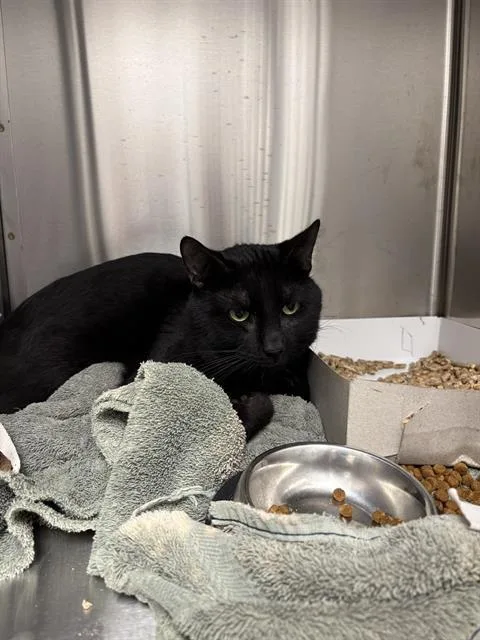 An adult small-sized male Domestic Short Hair cat named Panther for adoption in Indianapolis, IN