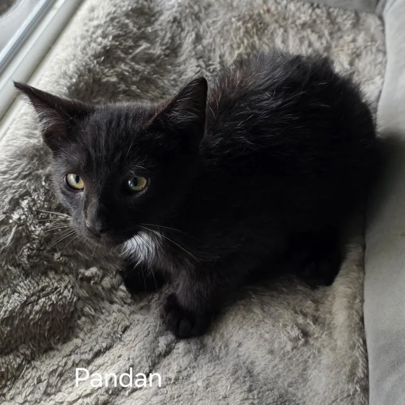 A baby small-sized male Black Domestic Short Hair cat named Pandan for adoption in Long Beach, CA