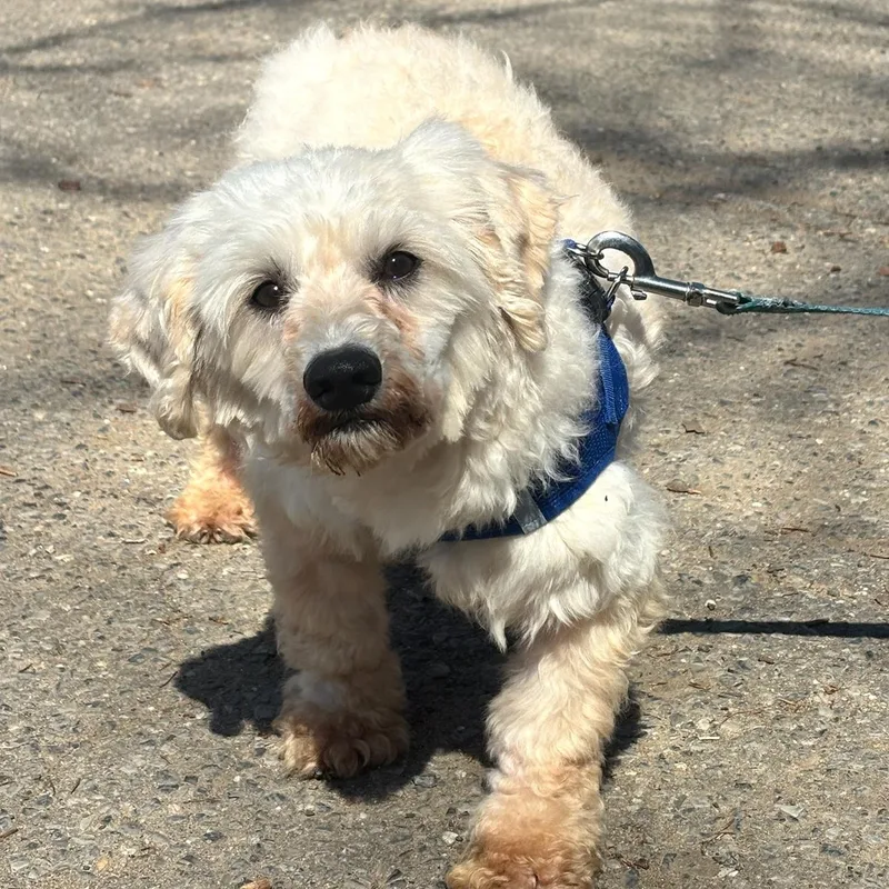 An adult small-sized male White / Cream Poodle dog named Maximus for adoption in Brooklyn, NY