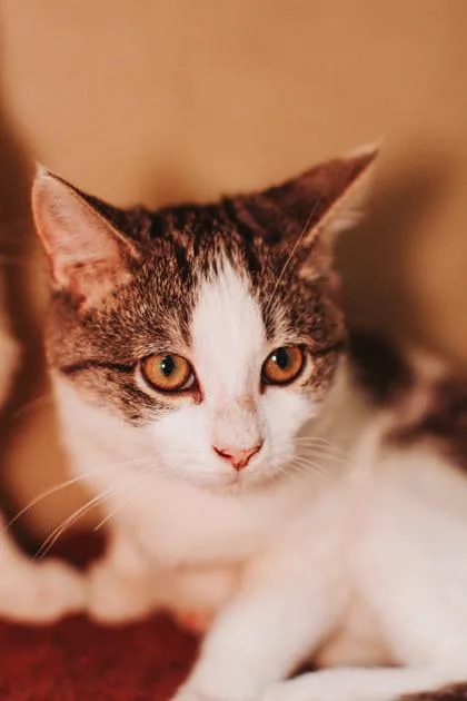 A young small-sized female Domestic Short Hair cat named B Claire for adoption in North Charleston, SC