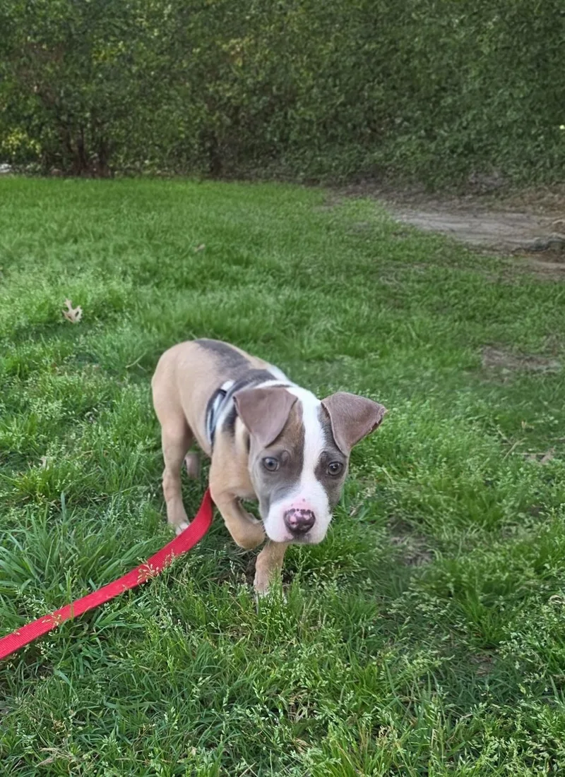 A baby large-sized female Pit Bull Terrier dog named Molly for adoption in Plano, TX