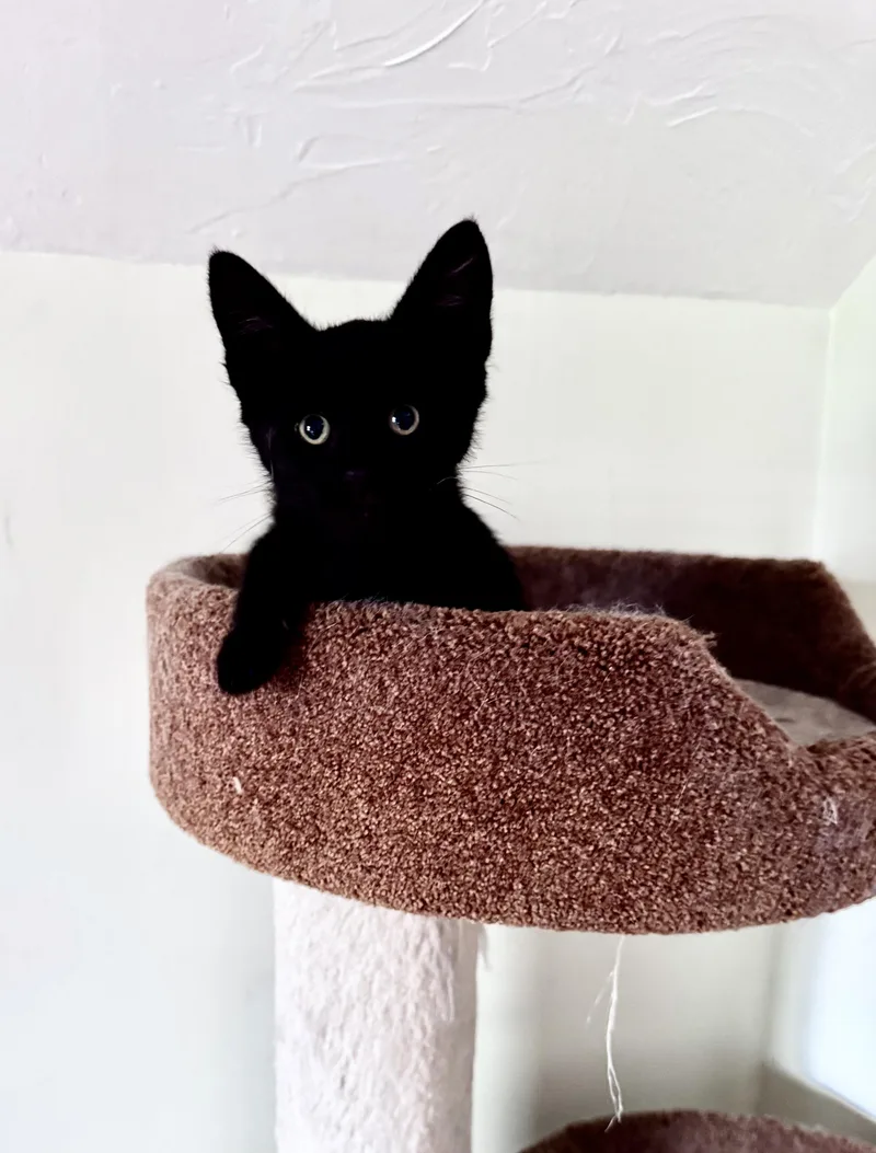A young medium-sized male Black Domestic Short Hair cat named Kit for adoption in South Euclid, OH