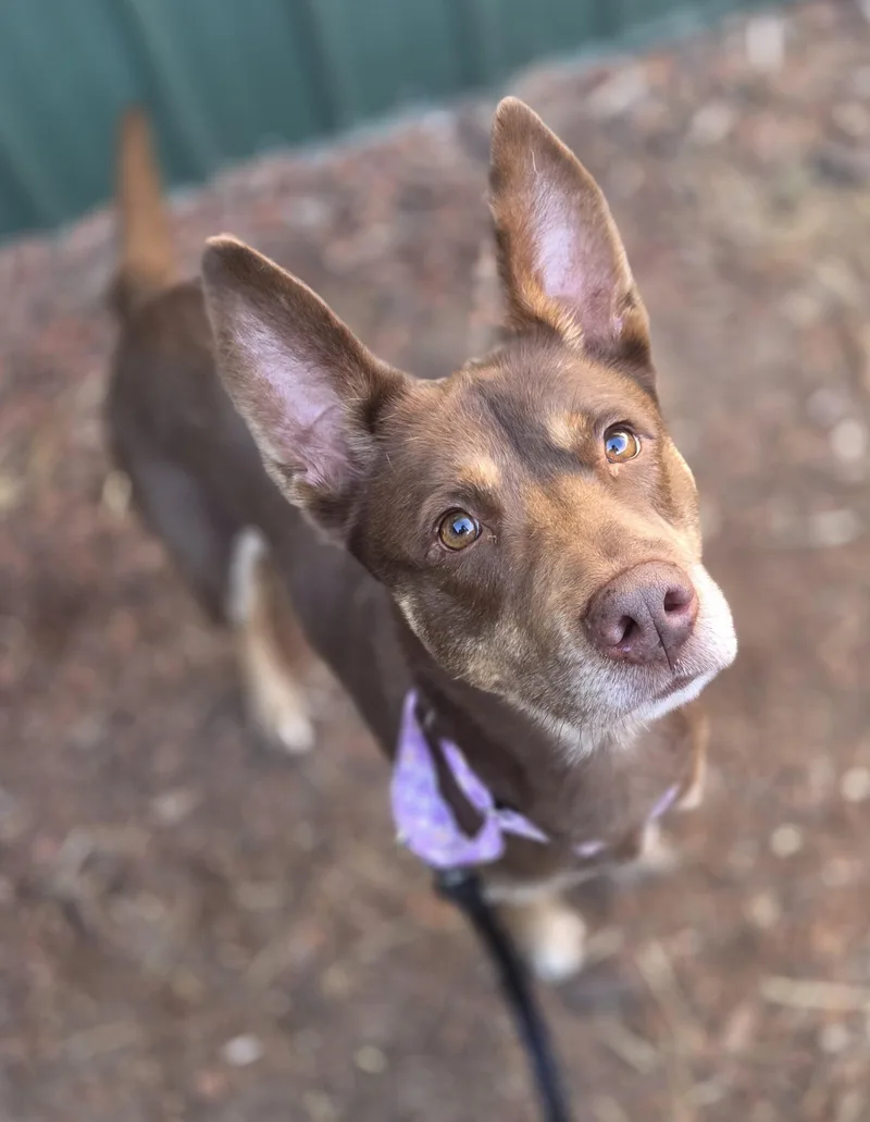 An adult medium-sized female Bicolor Australian Kelpie dog named Mocha Latte for adoption in Brookings, SD
