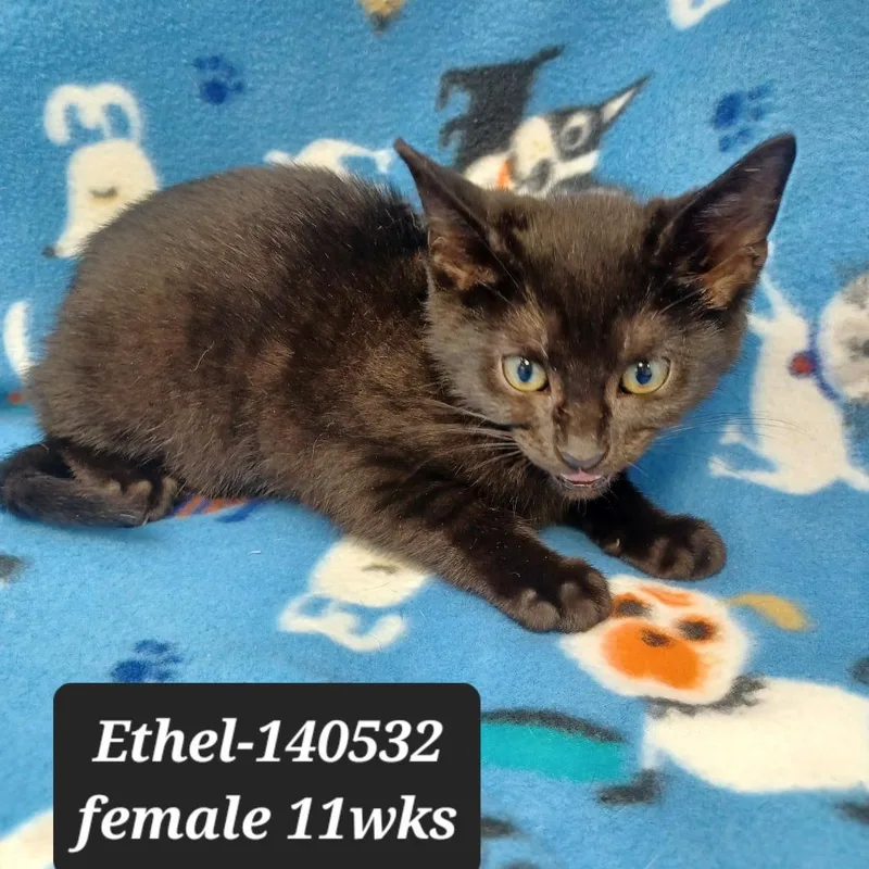 A baby small-sized female Domestic Short Hair cat named Ethel for adoption in New Tazewell, TN