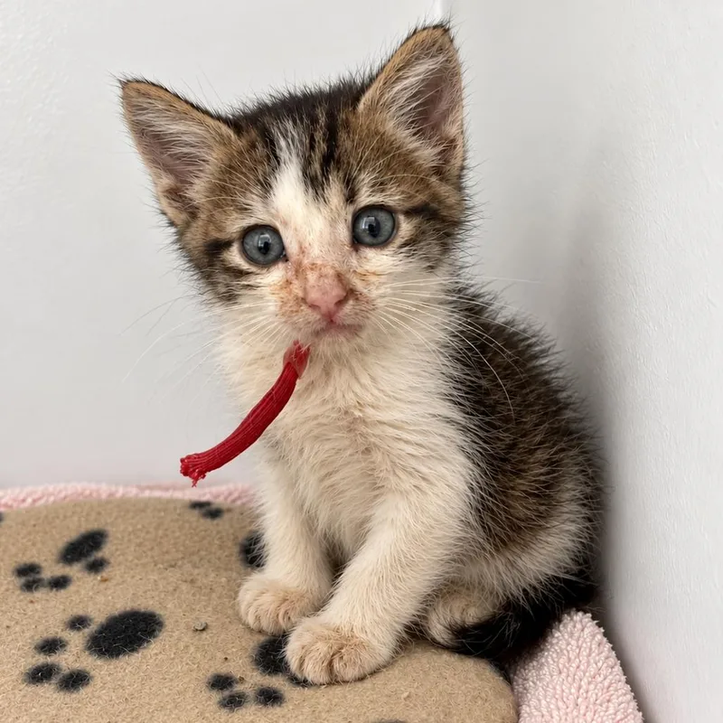 A baby small-sized male Domestic Short Hair cat named Umbral Sprite for adoption in Austin, TX