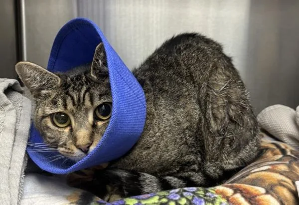 An adult medium-sized female Domestic Short Hair cat named Peggy for adoption in Escondido, CA