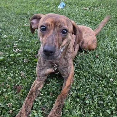 A young medium-sized female Brown / Chocolate Mixed Breed dog named Joy for adoption in Jeffersonville, IN