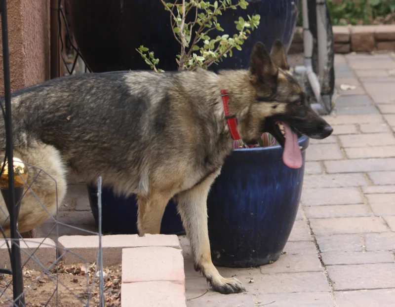 An adult medium-sized female Sable German Shepherd Dog dog named Trixie for adoption in Albuquerque, NM