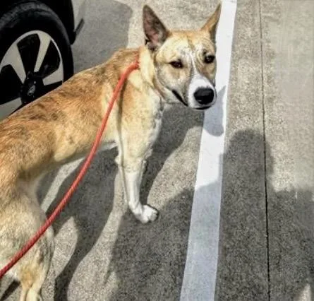 A young large-sized male German Shepherd Dog dog named A for adoption in Houston, TX