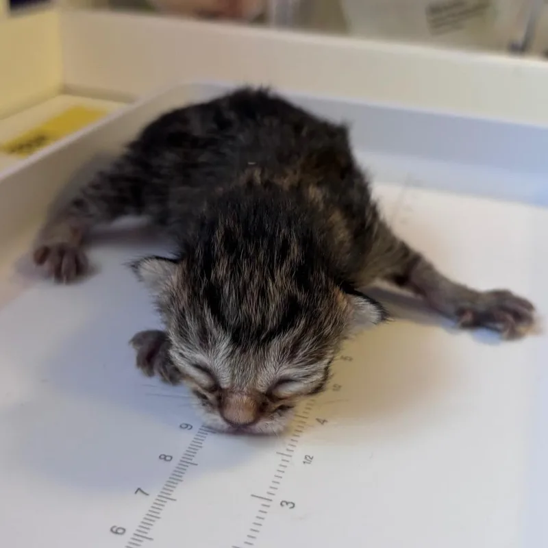 A baby small-sized female Domestic Short Hair cat named Becky for adoption in Corpus Christi, TX