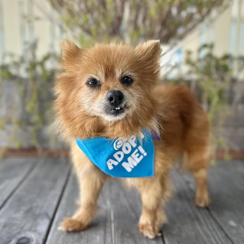 A senior small-sized female Red / Chestnut / Orange Pomeranian dog named Sparkler for adoption in Pacific Grove, CA