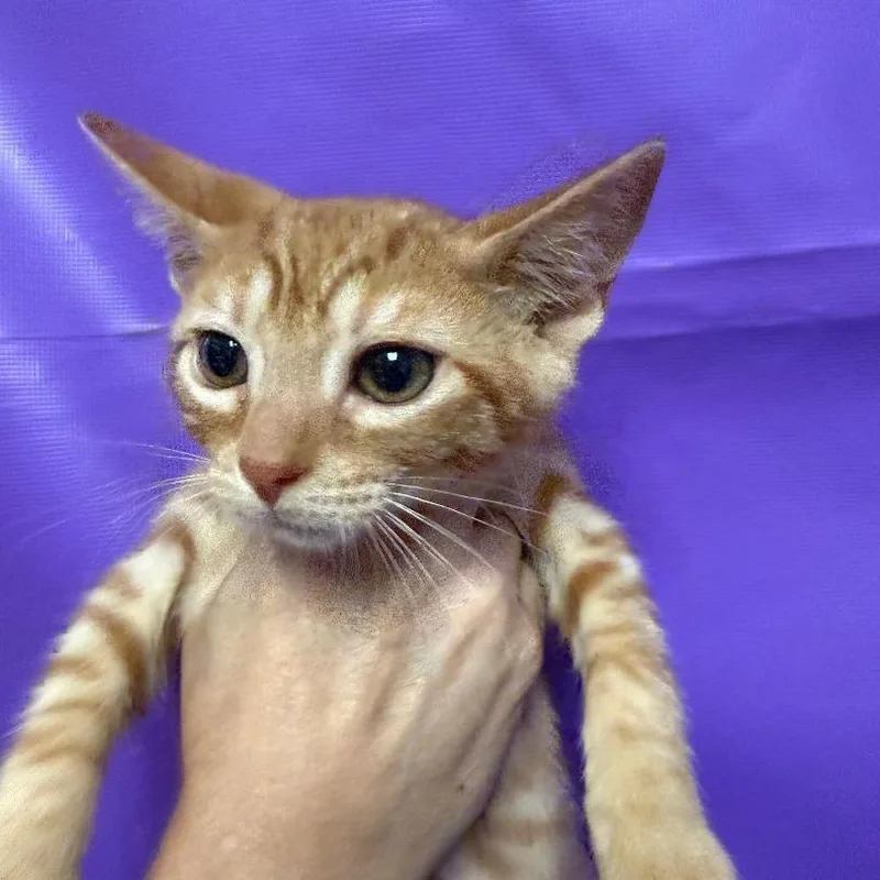 A baby small-sized male Orange / Red Domestic Short Hair cat named Vibrant for adoption in North Myrtle Beach, SC