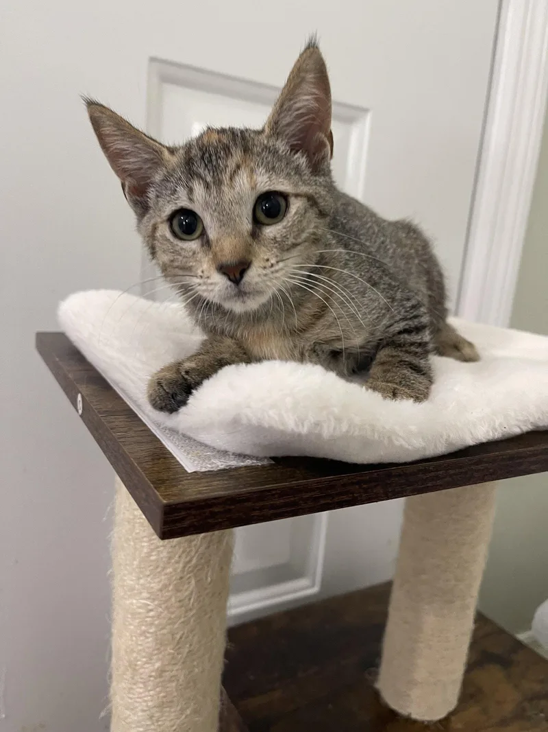 A baby medium-sized female Domestic Short Hair cat named Ruby the sweet Manx for adoption in Oviedo, FL