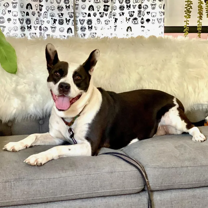 Bluebelle thumbnail 2