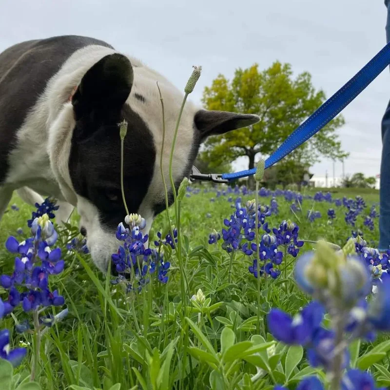 Bluebelle thumbnail 4