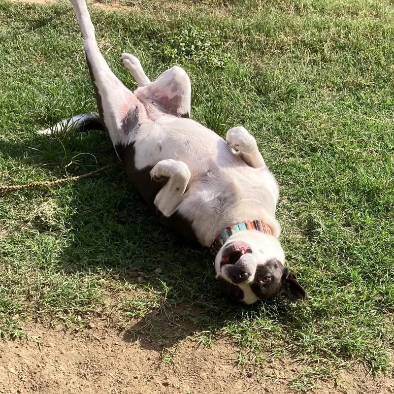 Bluebelle thumbnail 5