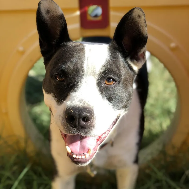 Bluebelle thumbnail 6