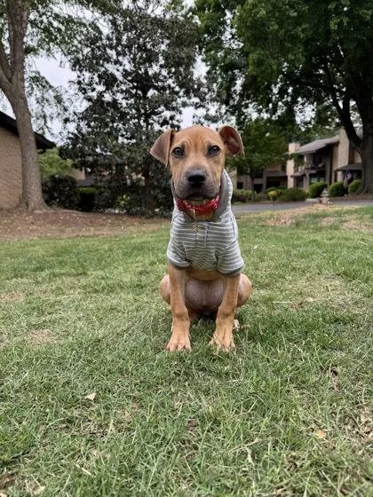 A baby small-sized female Mixed Breed dog named Sherbet for adoption in Chamblee, GA