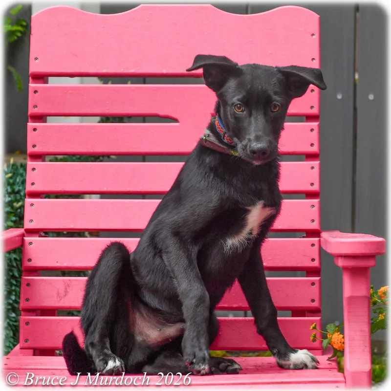 A baby small-sized male Black Labrador Retriever dog named Cronus for adoption in Wake Forest, NC