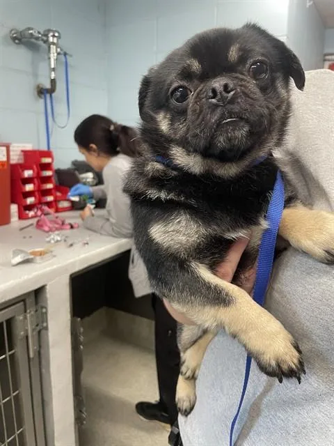 Boy