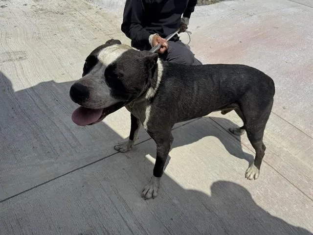An adult large-sized male Pit Bull Terrier dog named Brody for adoption in Garland, TX