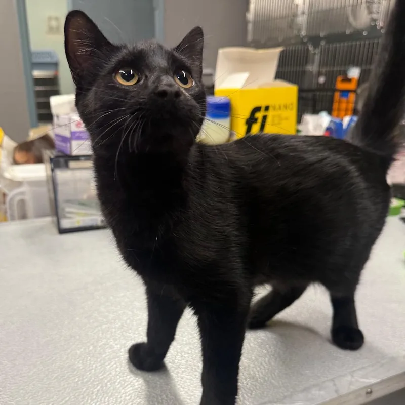 A young medium-sized male Black Domestic Short Hair cat named Agave for adoption in Spokane, WA