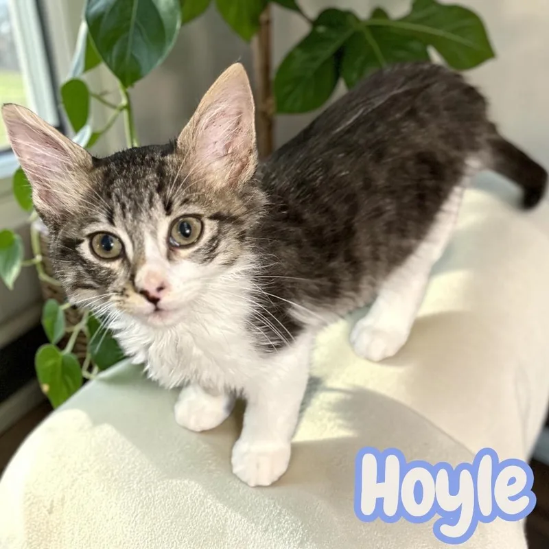 A baby medium-sized male Domestic Medium Hair cat named Hoyle for adoption in Sorrento, LA