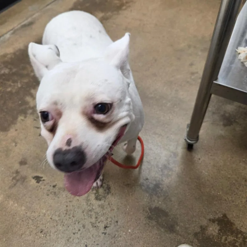 A senior medium-sized female White / Cream Pit Bull Terrier dog named Lexi for adoption in Houston, TX