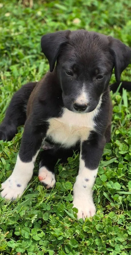 A baby medium-sized male Mixed Breed dog named Tybee for adoption in Fond Du Lac, WI