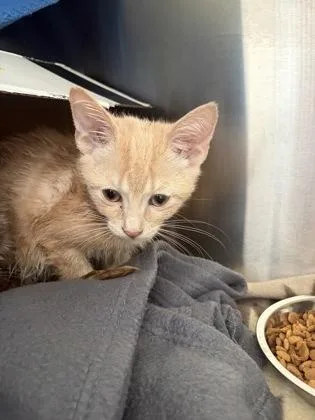 A baby small-sized male Domestic Short Hair cat named Saffron for adoption in Westland, MI