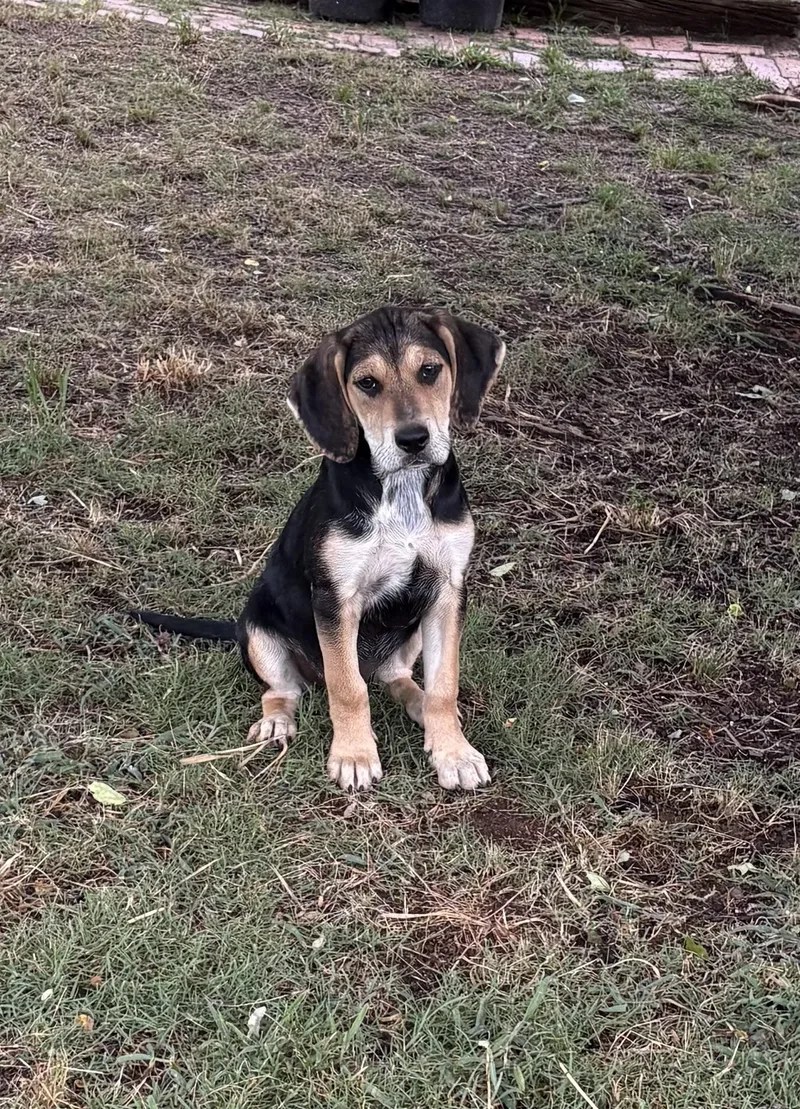 Nala