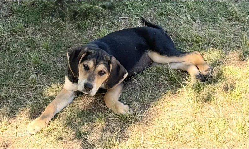 Nala thumbnail 2