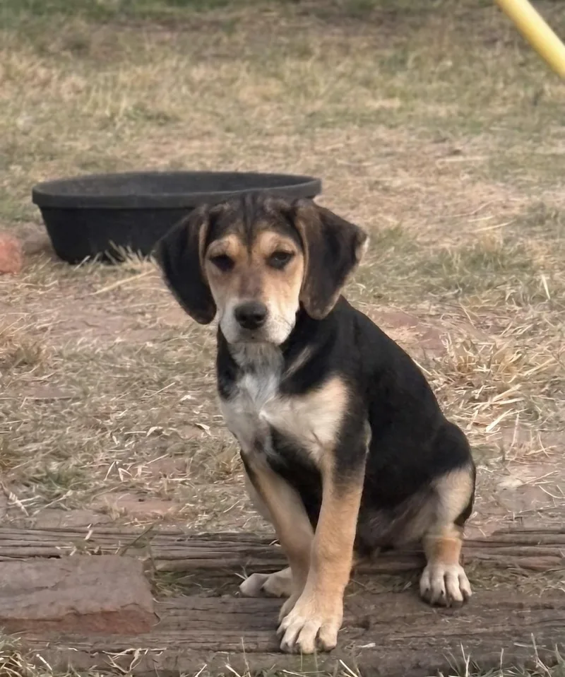Nala thumbnail 5