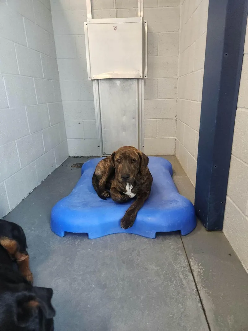 An adult medium-sized male American Staffordshire Terrier dog named Benjamin for adoption in Kingman, AZ