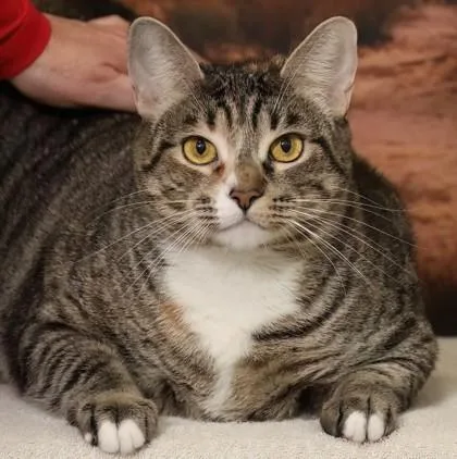 An adult medium-sized female Domestic Short Hair cat named Myra for adoption in West Chester, PA